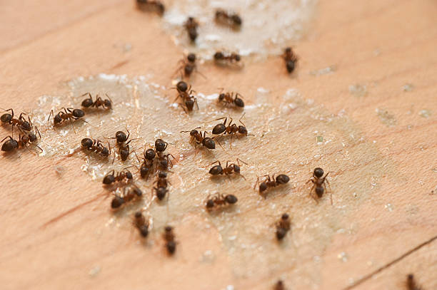 Professional Pest Control in Hornsby Bend, TX